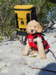 Red Equipment Adjustable Dog Buoyancy Aid
