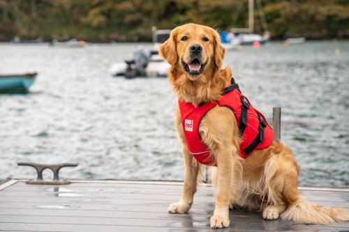 Red Equipment Adjustable Dog Buoyancy Aid